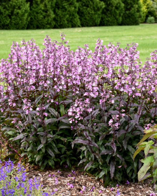 Penstemon Midnight Masquerade PW #1