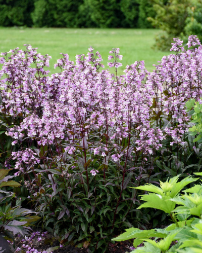 Penstemon Midnight Masquerade PW #1