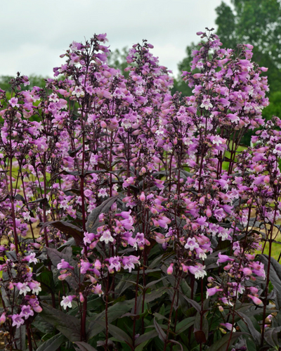 Penstemon Midnight Masquerade PW #1