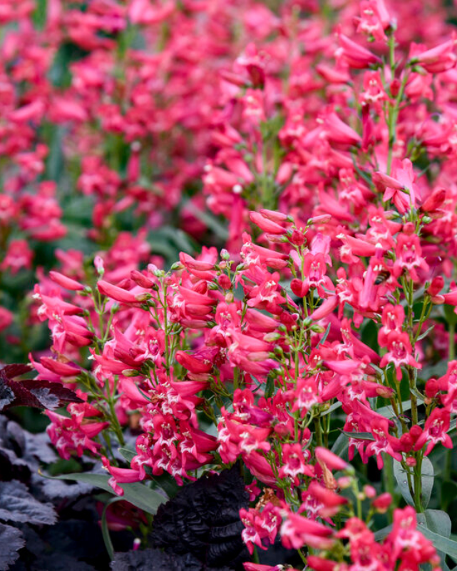 Penstemon Bejeweled™ Rose Rhinestones PW #1