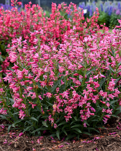 Penstemon Bejeweled™ Pink Pearls PW #1