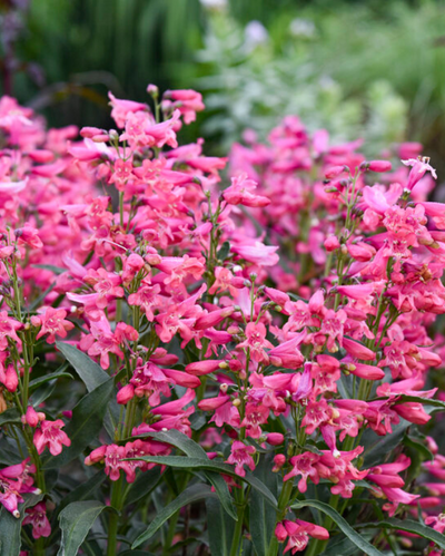 Penstemon Bejeweled™ Pink Pearls PW #1