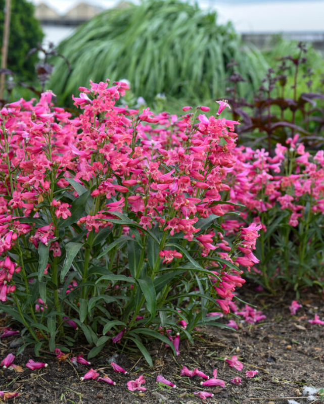 Penstemon Bejeweled™ Pink Pearls PW #1
