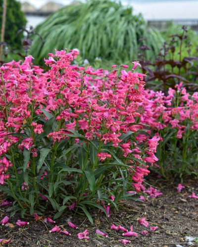 Penstemon Bejeweled™ Pink Pearls PW #1