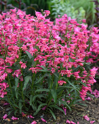 Penstemon Bejeweled™ Pink Pearls PW #1