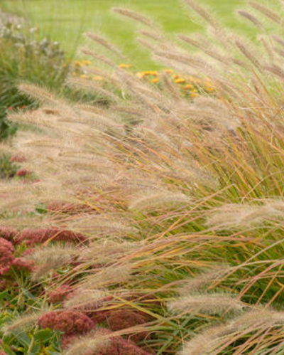 Pennisetum alop. Prairie Winds® Desert Plains PW #3