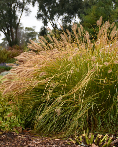 Pennisetum alop. Prairie Winds® Desert Plains PW #3