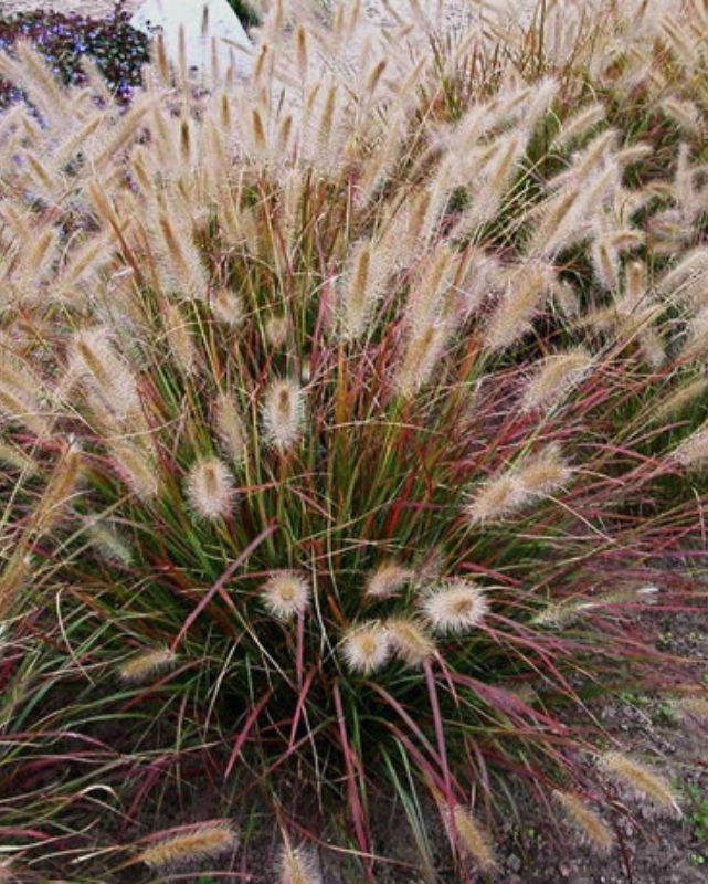 Pennisetum alop. Prairie Winds® Desert Plains PW #3