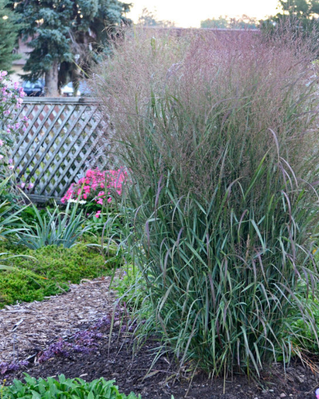 Panicum virgatum Prairie Winds® Apache Rose PW #3