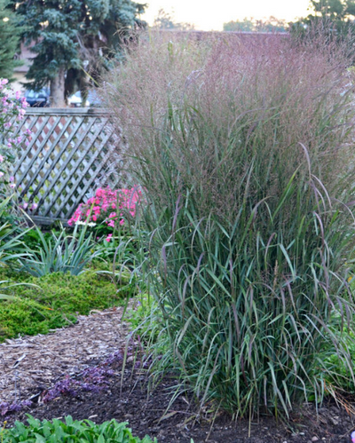 Panicum virgatum Prairie Winds® Apache Rose PW #3