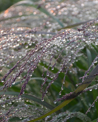 Panicum virgatum Prairie Winds® Apache Rose PW #3