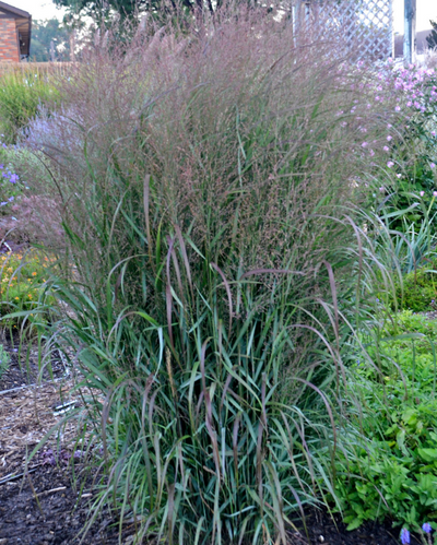 Panicum virgatum Prairie Winds® Apache Rose PW #3
