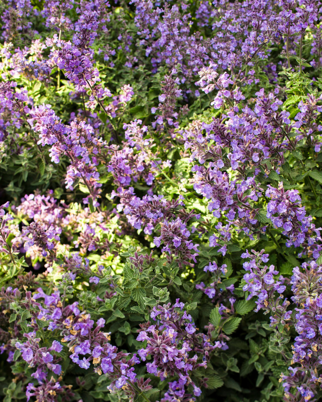 Nepeta x faassenii Cat's Meow PW #1