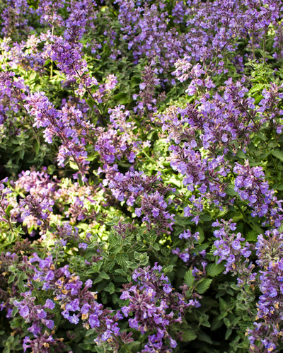 Nepeta x faassenii Cat's Meow PW #1