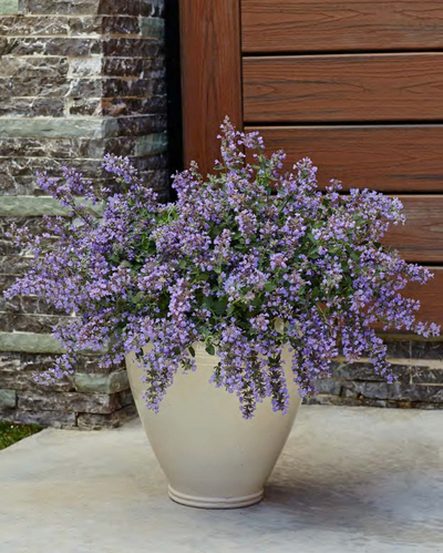 Nepeta x faassenii Cat's Meow PW #1
