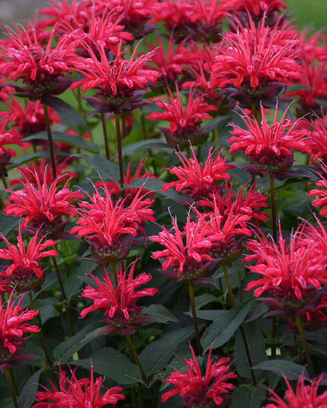 Monarda Upscale™ Red Velvet #1