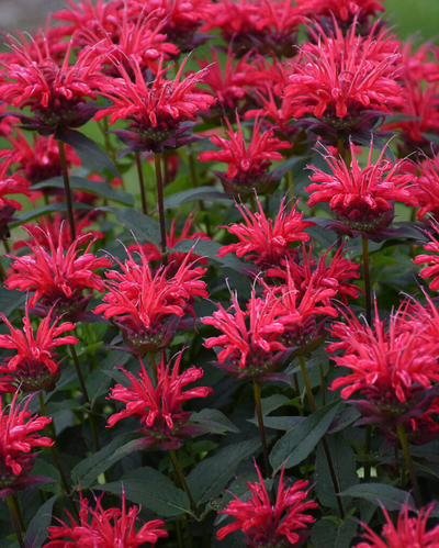 Monarda Upscale™ Red Velvet #1