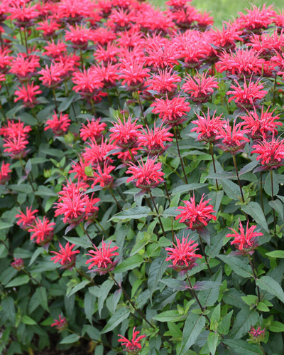Monarda Upscale™ Red Velvet #1