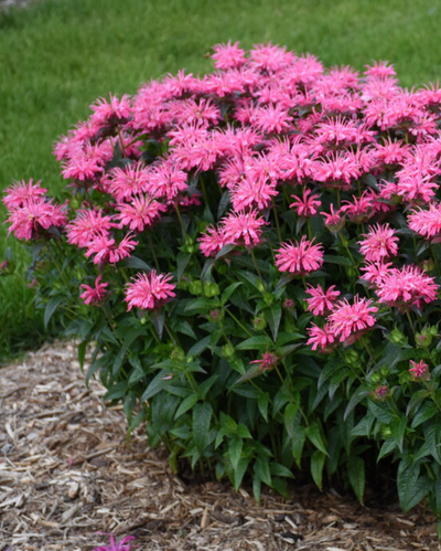Monarda Upscale™ Pink Chenille #1