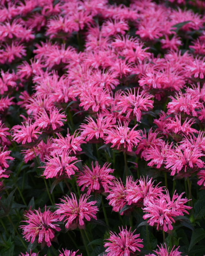 Monarda Upscale™ Pink Chenille #1