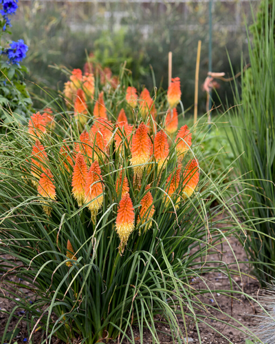 Kniphofia Pyromania® Backdraft PW #2