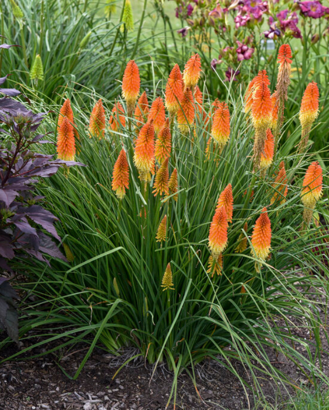 Kniphofia Pyromania® Backdraft PW #2