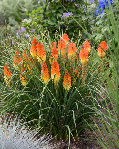Kniphofia Pyromania® Backdraft PW #2