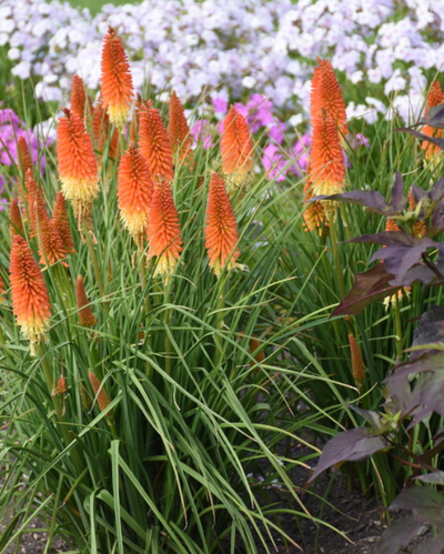 Kniphofia Pyromania® Backdraft PW #2