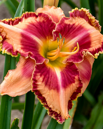 Hemer. Rainbow Rhythm® Lake of Fire PW #2