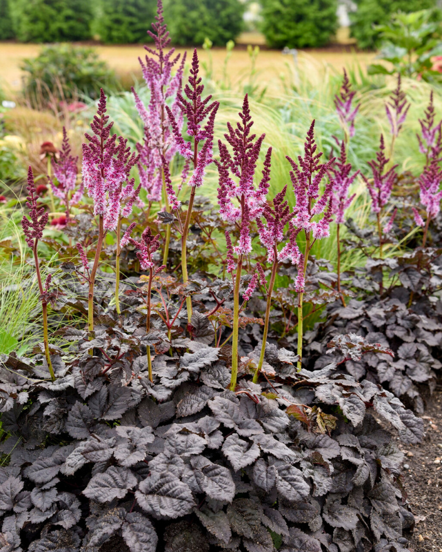 Astilbe Dark Side of the Moon PW #2