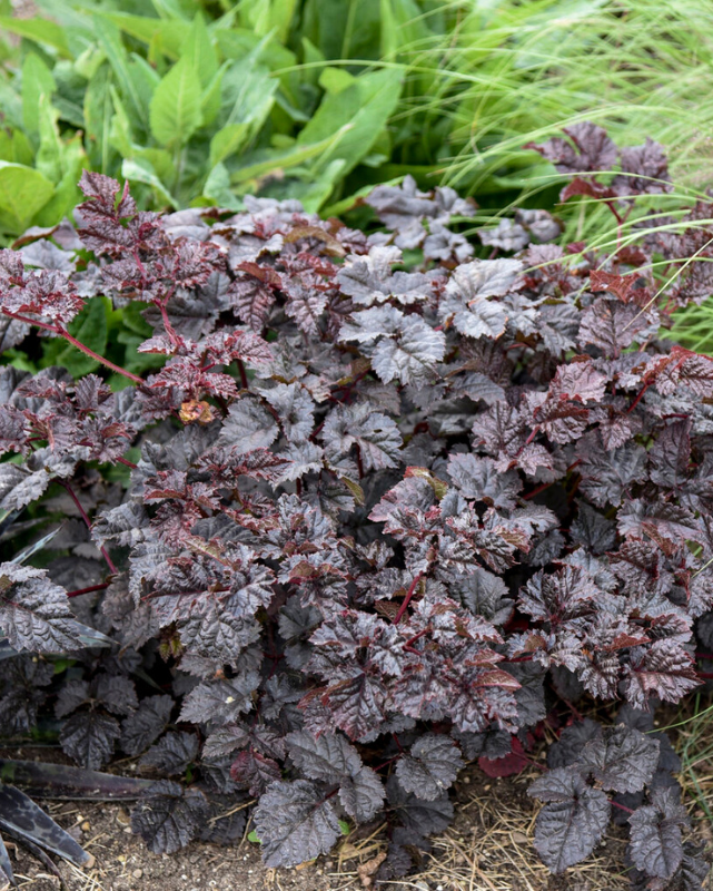 Astilbe Dark Side of the Moon PW #2