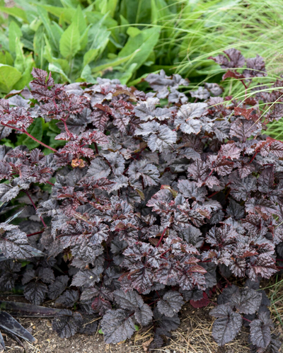 Astilbe Dark Side of the Moon PW #2