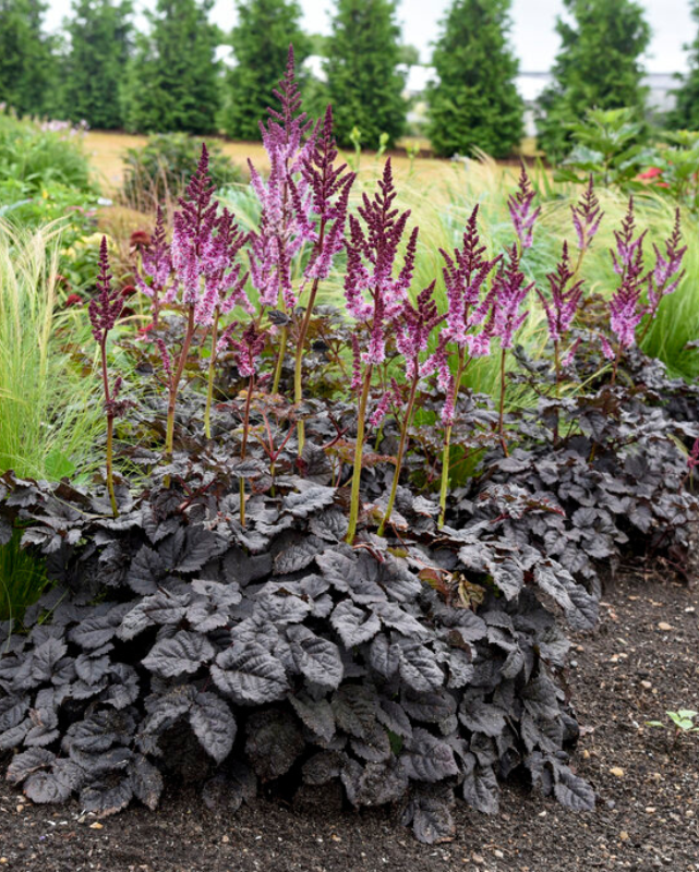 Astilbe Dark Side of the Moon PW #2