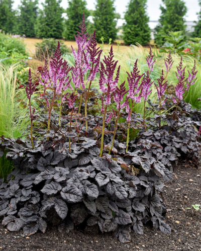 Astilbe Dark Side of the Moon PW #2