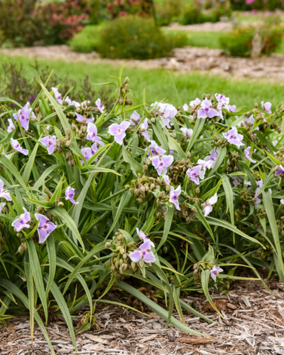 Tradescantia Webmaster PW #1