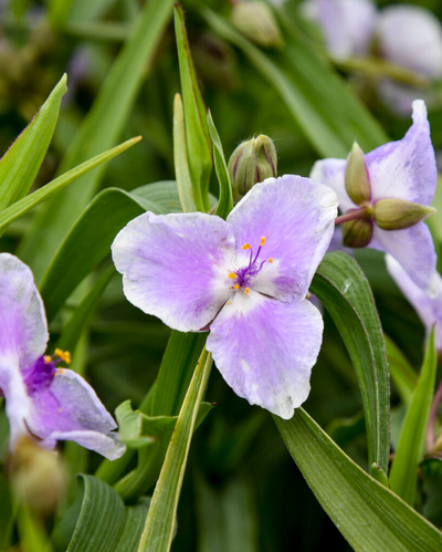 Tradescantia Webmaster PW #1