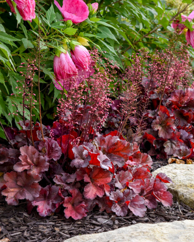 Heuchera Primo® Mahogany Monster PW #1