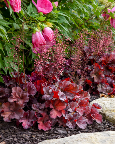Heuchera Primo® Mahogany Monster PW #1