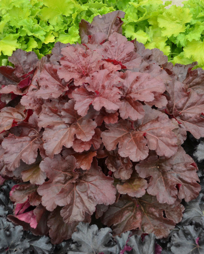 Heuchera Primo® Mahogany Monster PW #1