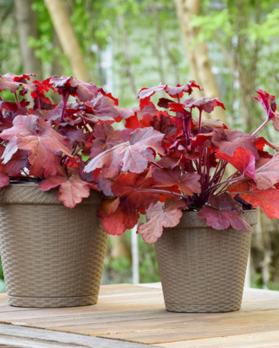Heuchera Primo® Mahogany Monster PW #1