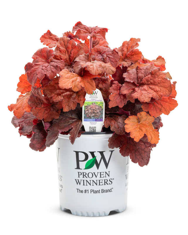 Heuchera Primo® Mahogany Monster PW #1