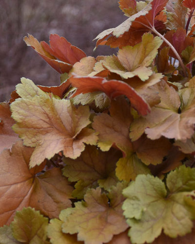 Heuchera Dolce® Toffee Tart PW #1