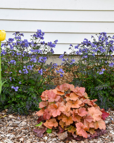 Heuchera Dolce® Toffee Tart PW #1