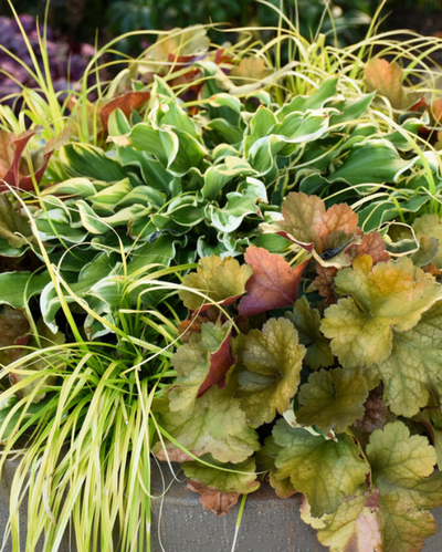 Heuchera Dolce® Toffee Tart PW #1