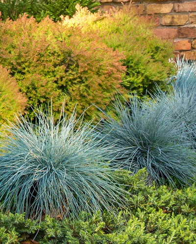 Grass - Festuca 'Beyond Blue'