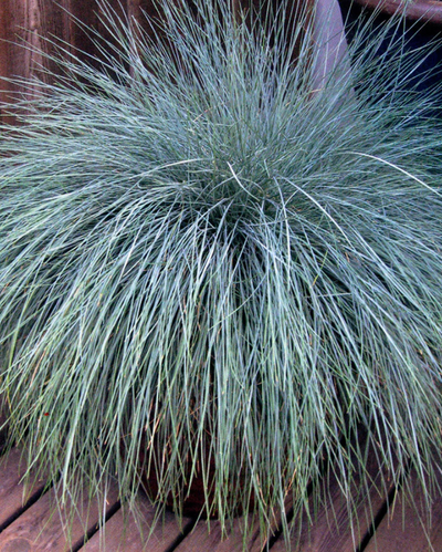 Grass - Festuca 'Beyond Blue'