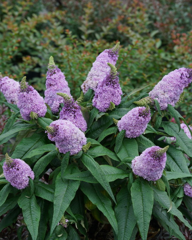 Buddleia Pugster® 'Amethyst' (PW)