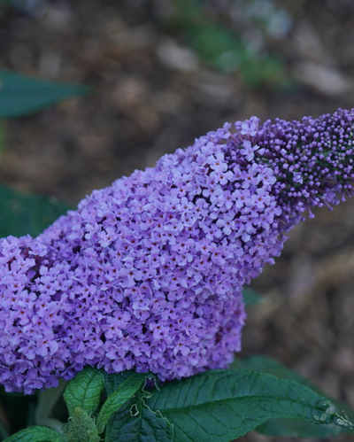 Buddleia Pugster® 'Amethyst' (PW)