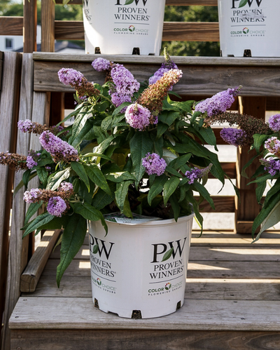 Buddleia Pugster® 'Amethyst' (PW)
