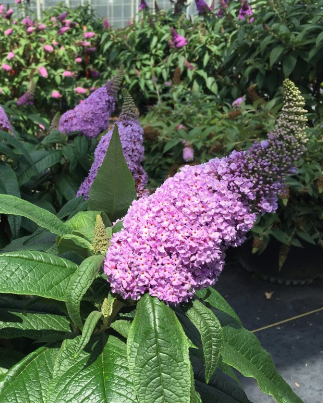 Buddleia Pugster® 'Amethyst' (PW)